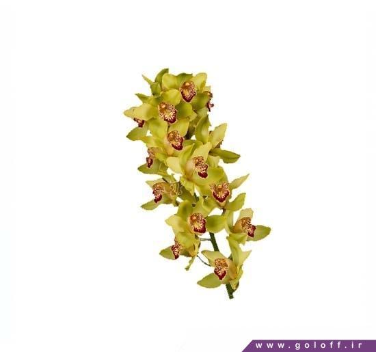 سفارش اینترنتی گل ارکیده سیمبیدیوم جولیا - Cymbidium Orchid | گل آف